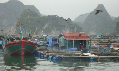 Zdjęcie WIETNAM / Quang Ninh / północny Wietnam / Zatoka Ha Long / Pływające wioski