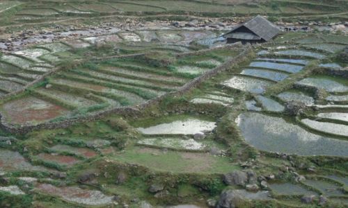 Zdjecie WIETNAM / Lao Cai / Sa Pa / Pola ryowe (4)