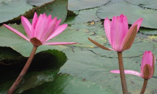 Zdjcie WIETNAM / Thanh Hoa / Vinh Loc / Wietnamskie grele