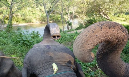 Zdjęcie WIETNAM / Chiang Mai / Maesa Elephant Camp / ALIEN