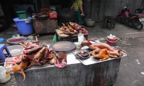 Zdjęcie WIETNAM / hanoi / bazar / psie mięso