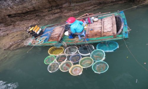Zdjecie WIETNAM / .. / Ha Long / Sklep rybny..