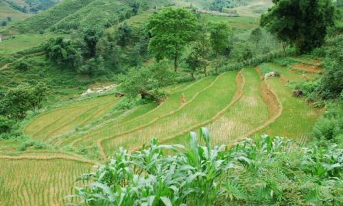 Zdjcie WIETNAM / Lao Cai / Sapa / Sapa widoczki