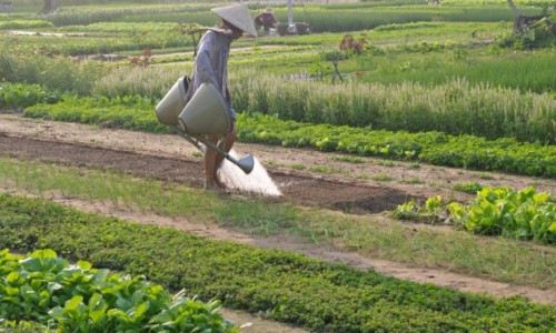 Zdjecie WIETNAM / Hoi An / Vegetable Village / Konewka