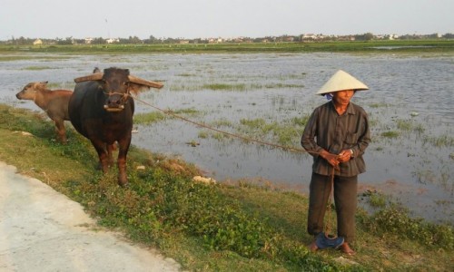 WIETNAM / rodkowy Wietnam / Hoi An / Pan z bawoem