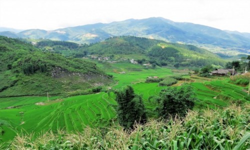 Zdjcie WIETNAM / Lao Cai / Sa Pa / Barwne tarasy