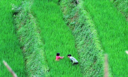 Zdjcie WIETNAM / Lao Cai / Sa Pa / W pracy