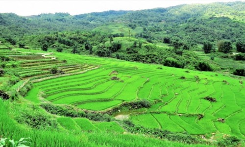 Zdjcie WIETNAM / Lao Cai / Sa Pa / Tarasy