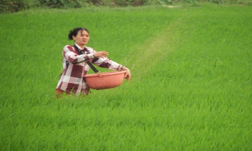 Zdjecie WIETNAM / pnoc / Ninh Binh / Dzie jak codzie