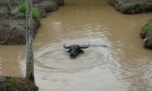 Zdjecie WIETNAM / Delta Mekongu / farma / ochłoda