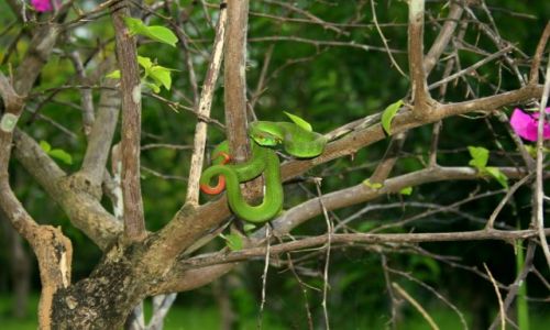 Zdjęcie WIETNAM / brak / Cat tien  / Goniosoma namorzynowa