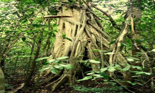 Zdjęcie WIETNAM / brak / Cat tien  / DŻUNGLA