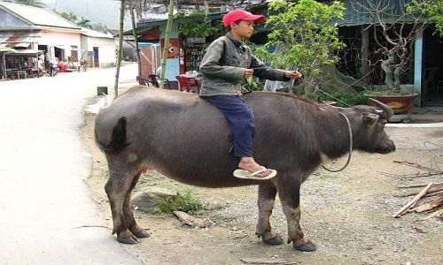 Zdjęcie WIETNAM / okolice Hoi An / brak / portrety Wietnamczyków 7