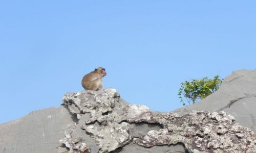 Zdjecie WIETNAM / okolice cat ba / ... / malpa na skale