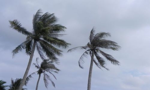 Zdjęcie WIETNAM / ho ian / ,, / palmy kokosowe