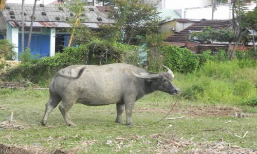 Zdjęcie WIETNAM / ho  ian / ,,, / bawol