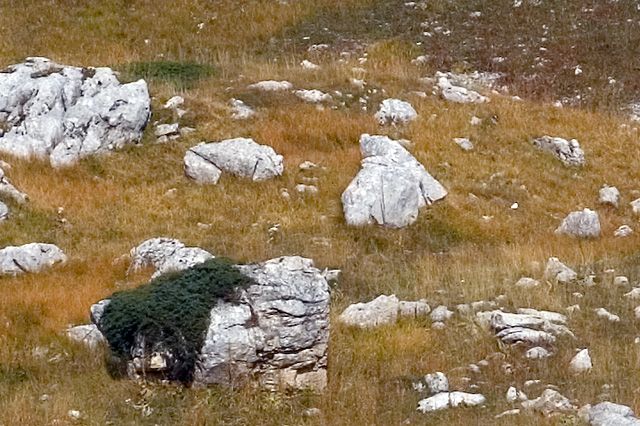 Zdjęcia: Dolina Arno, Apeniny, Gran Sasso dItalia, Apeniński niedźwiedź II, WłOCHY Zdjęcia: Dolina Arno, Apeniny, Gran Sasso dItalia, Apeniński niedźwiedź II, WłOCHY