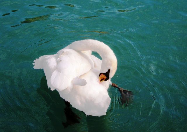 Zdjęcia: Sirmione /Jezioro Garda, Lombardia, Czyścioszek, WłOCHY Zdjęcia: Sirmione /Jezioro Garda, Lombardia, Czyścioszek, WłOCHY