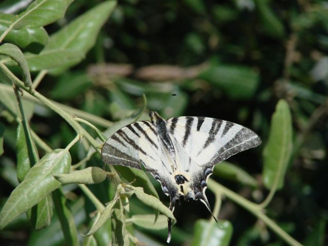 Zdjęcia: Alba Adriatica, Abruzzo, zwykly motyl europejski klasy sredniej, WłOCHY Zdjęcia: Alba Adriatica, Abruzzo, zwykly motyl europejski klasy sredniej, WłOCHY