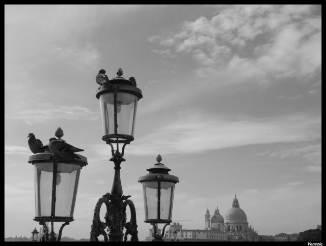 Zdjęcia: Venezia, Gołębie, WłOCHY Zdjęcia: Venezia, Gołębie, WłOCHY
