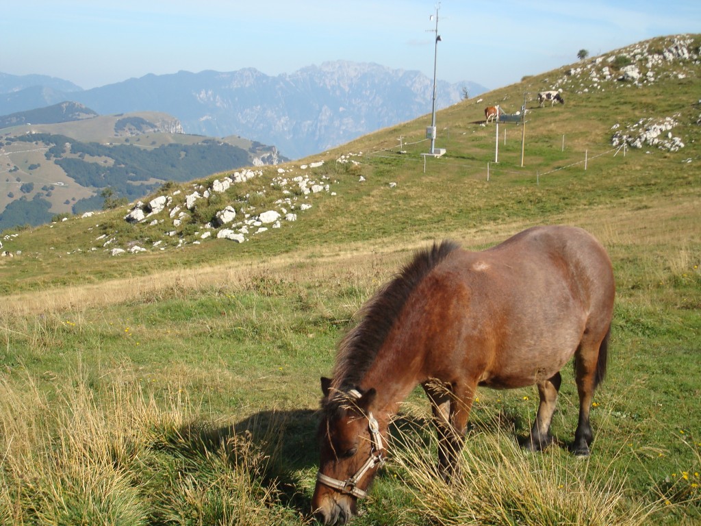 Zdjęcia: Monte Baldo, Dolomity, górski konik, WłOCHY Zdjęcia: Monte Baldo, Dolomity, górski konik, WłOCHY