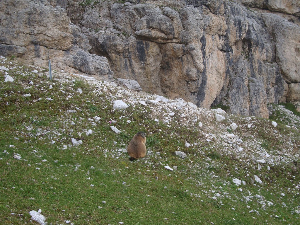Zdjęcia: Dolomity, Cortina, A świstak siedzi..., WłOCHY Zdjęcia: Dolomity, Cortina, A świstak siedzi..., WłOCHY