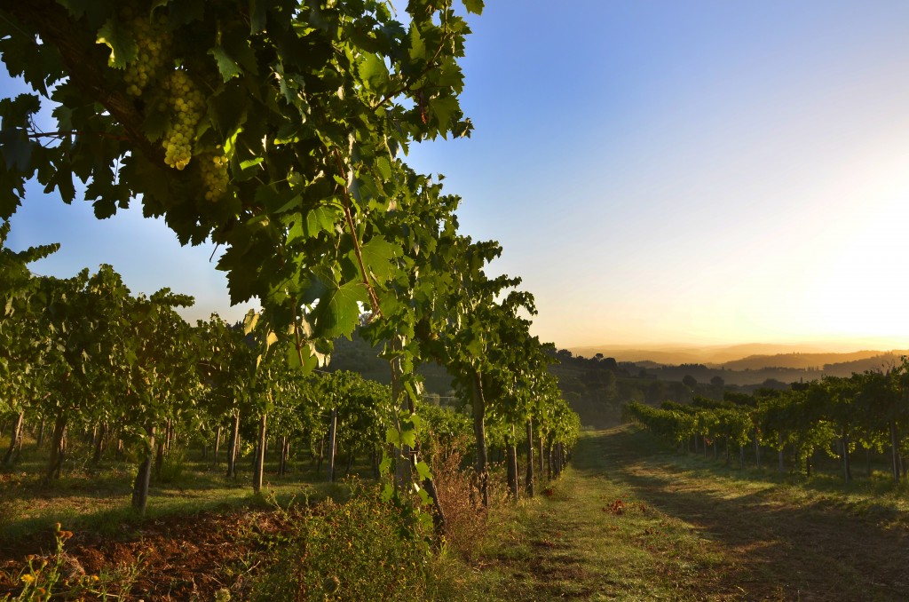 Zdjęcia: San Gimignano, Toskania, Winnica, WłOCHY Zdjęcia: San Gimignano, Toskania, Winnica, WłOCHY