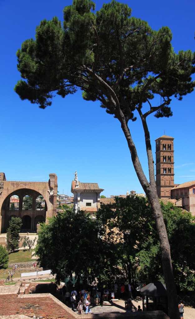 Zdjęcia: Forum Romanum, Rzym, Drzewo, WłOCHY Zdjęcia: Forum Romanum, Rzym, Drzewo, WłOCHY