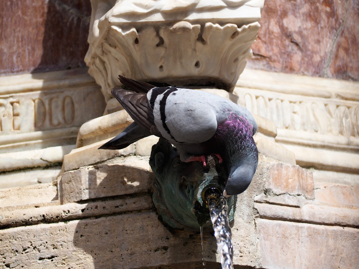 Zdjęcia: Perugia, Umbria, Fontanna Maggiore, WłOCHY Zdjęcia: Perugia, Umbria, Fontanna Maggiore, WłOCHY