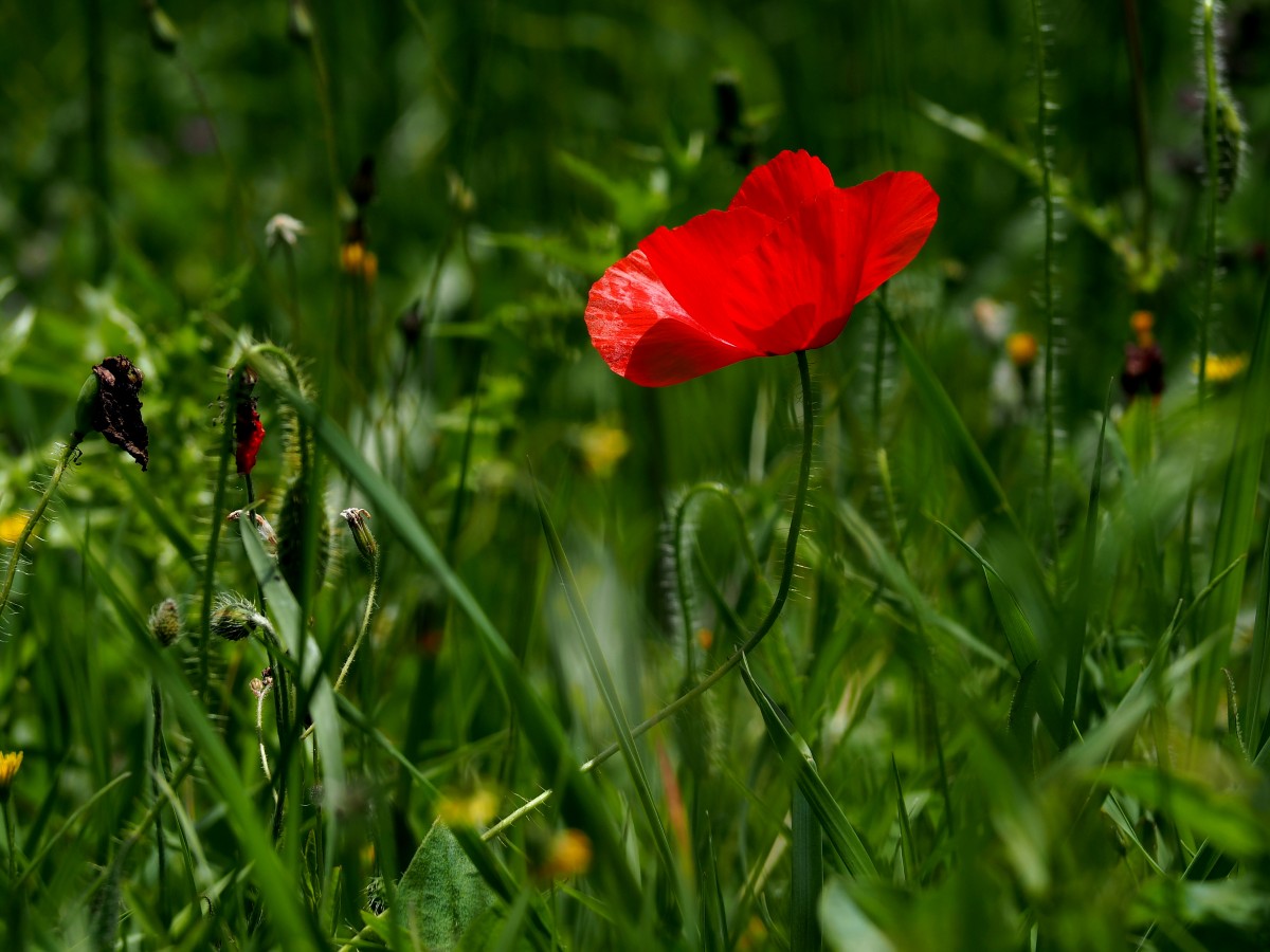Zdjęcia: Piediluca, Umbria, Mak, WłOCHY Zdjęcia: Piediluca, Umbria, Mak, WłOCHY