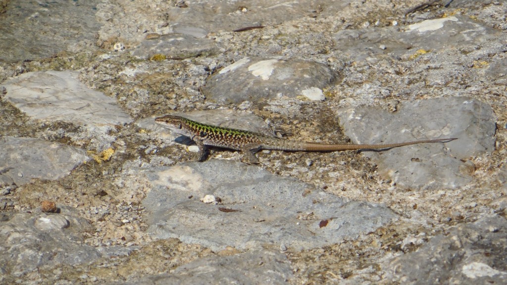 Zdjęcia: Cefalu, Sycylia, miejscowa fauna, WłOCHY Zdjęcia: Cefalu, Sycylia, miejscowa fauna, WłOCHY