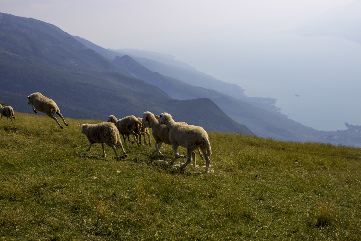 Zdjęcia: Monte Baldo, jezioro Garda, lewitujące owce, WłOCHY Zdjęcia: Monte Baldo, jezioro Garda, lewitujące owce, WłOCHY