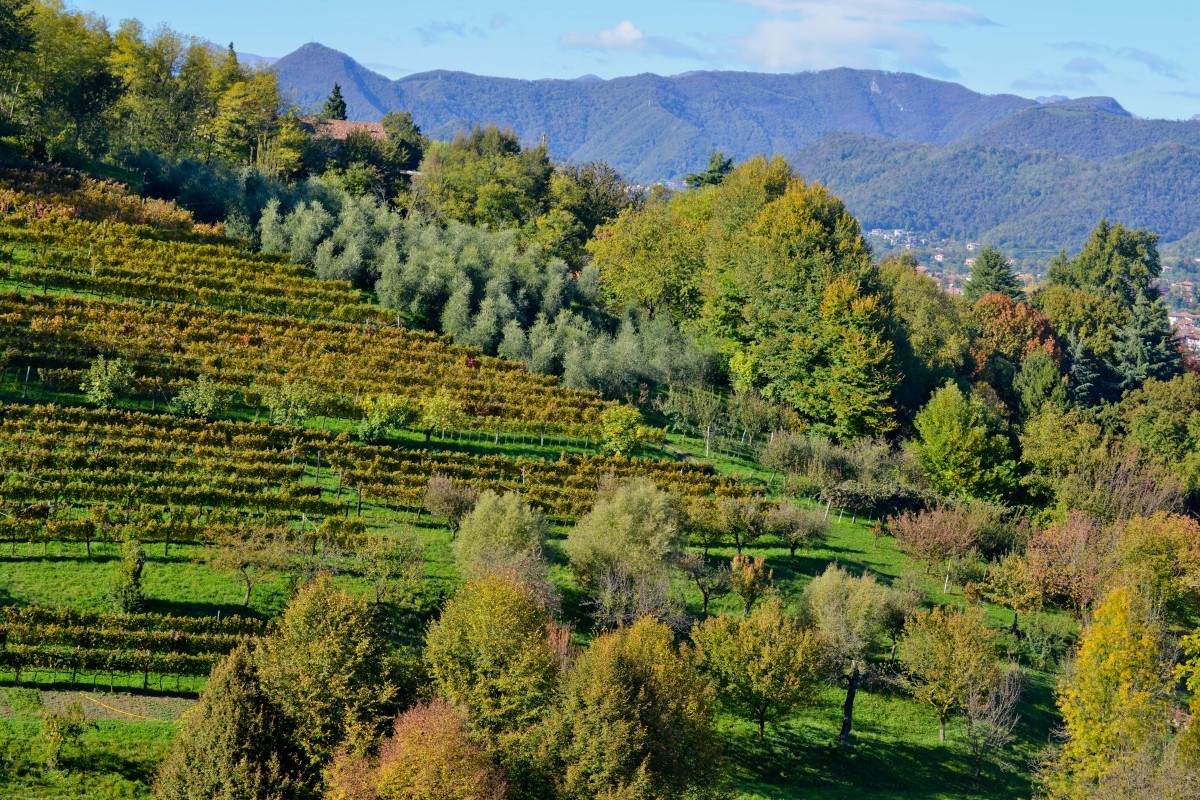 Zdjęcia: Bergamo, Lombardia, Będzie wino, WłOCHY Zdjęcia: Bergamo, Lombardia, Będzie wino, WłOCHY