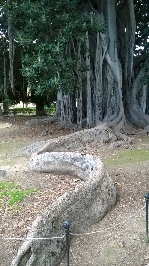 Zdjęcia: Piazza Marina, Palermo, Ficus-wąż, WłOCHY Zdjęcia: Piazza Marina, Palermo, Ficus-wąż, WłOCHY