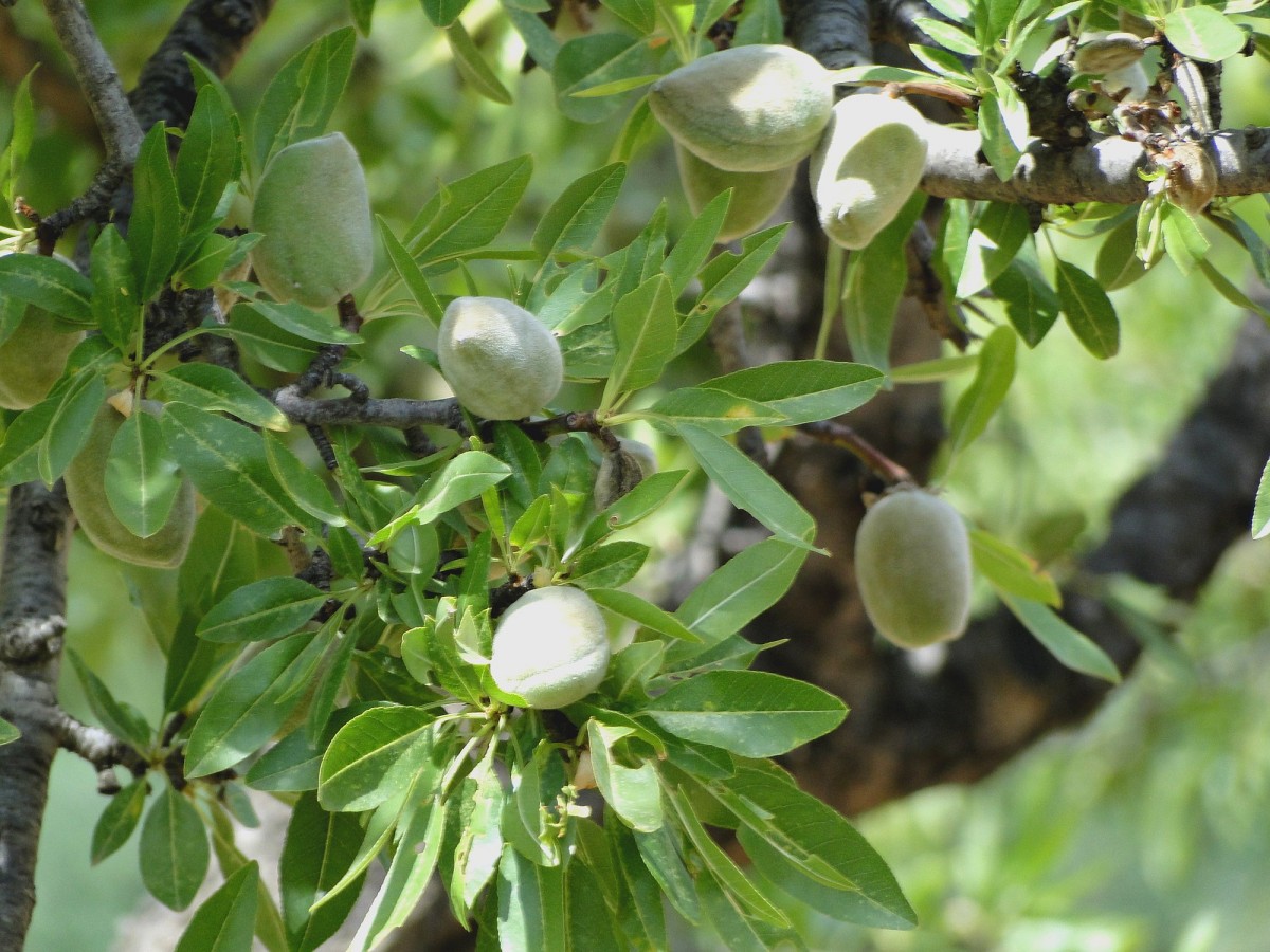 Zdjęcia: Agrigento, Sycylia, Z podróży po Sycylii - migdałowce., WłOCHY Zdjęcia: Agrigento, Sycylia, Z podróży po Sycylii - migdałowce., WłOCHY