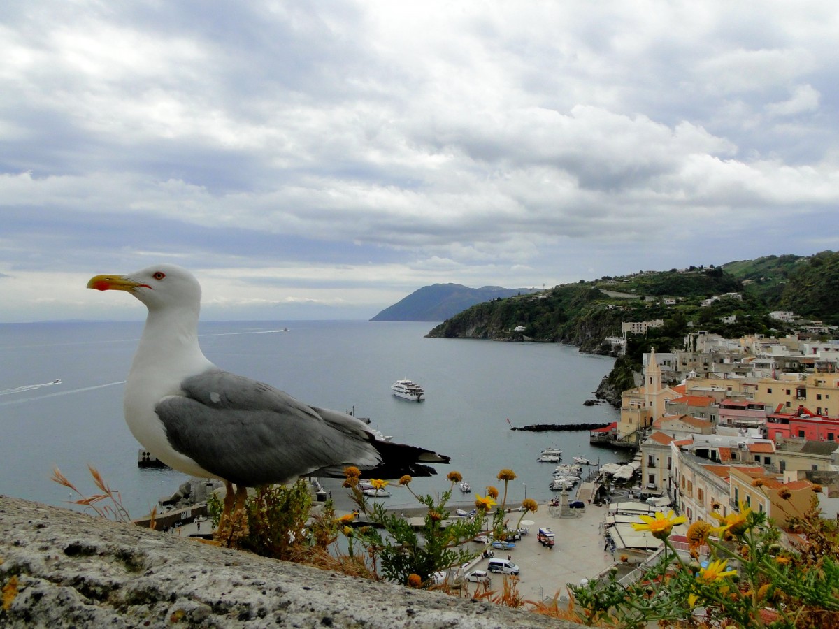 Zdjęcia: Lipari., Wyspy Liparyjskie, Krajobraz z mewą., WłOCHY Zdjęcia: Lipari., Wyspy Liparyjskie, Krajobraz z mewą., WłOCHY