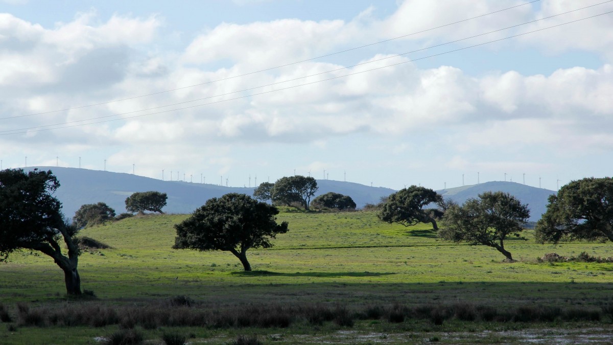 Zdjęcia: Gallura, Sardynia, Krajobraz z dębami korkowymi, WłOCHY Zdjęcia: Gallura, Sardynia, Krajobraz z dębami korkowymi, WłOCHY