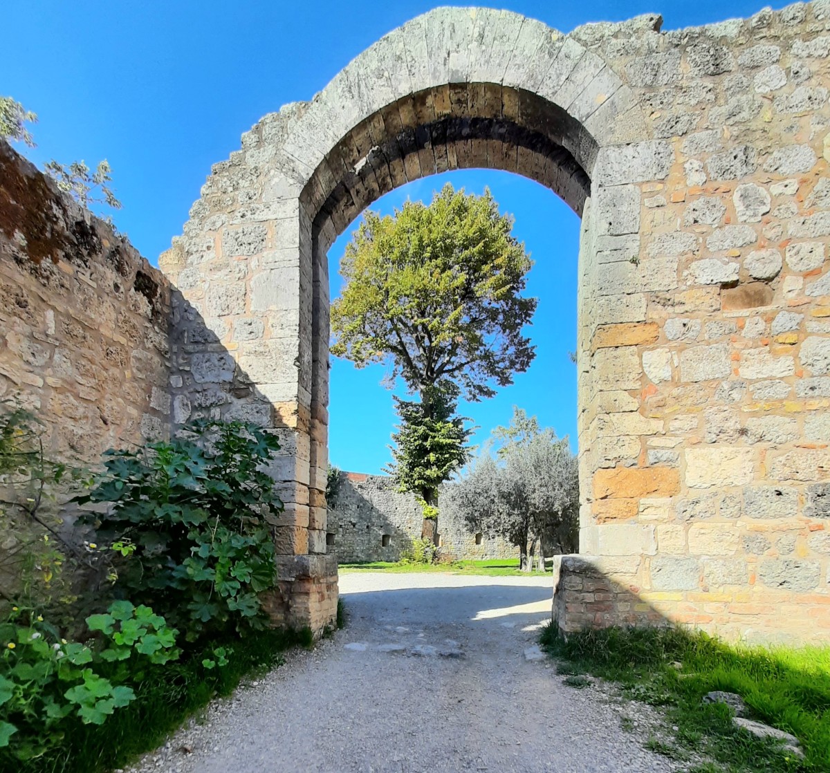 Zdjęcia: San Gimignano , Toskania , Drzewko, WłOCHY Zdjęcia: San Gimignano , Toskania , Drzewko, WłOCHY