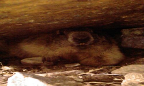 Zdjęcie WłOCHY / Trydent / Okolice Ortlera / Upolowany świstak w Alpach