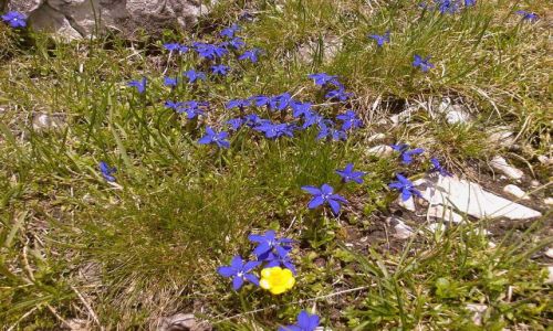 Zdjęcie WłOCHY / Trydent / Okolice Ortlera / Alpejskie kwiaty