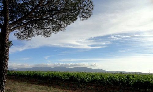 Zdjcie WOCHY / Toskania / Alberese / toskaskie winnice