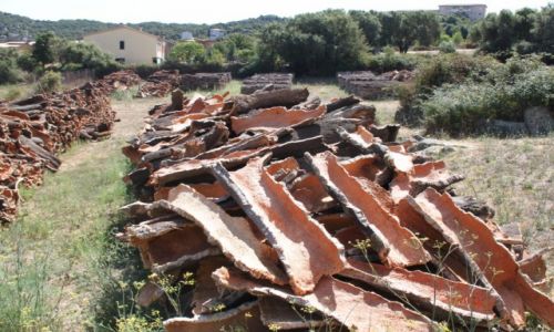 Zdjęcie WłOCHY / Sardynia / Calangianus / Suszący się korek