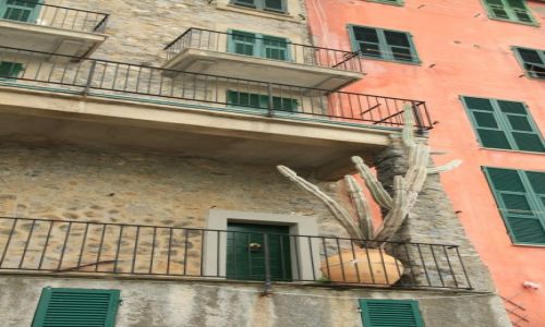 Zdjcie WOCHY / Liguria / PORTOVENERE / Spory kaktus