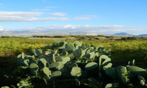 Zdjęcie WłOCHY / Sycylia / okolice Palermo / Kaktusy...