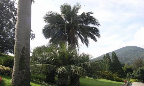 Zdjcie WOCHY / brak / Bellagio / Ogrody Villa Melzi