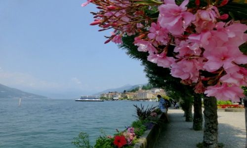 Zdjecie WOCHY / Lombardia / Jezioro Como / oleandry w Bellagio