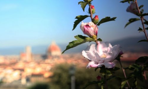 Zdjcie WOCHY / Florencja / Florencja / Kwiat na tle Florencji