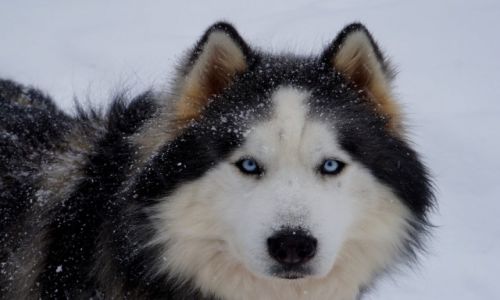 Zdjecie WOCHY / Udine / Sella Nevea / Hasky 