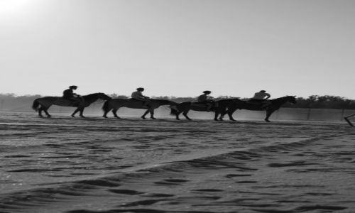 Zdjecie WłOCHY / Wybrzeże Adriatyku / Barricata / Horses
