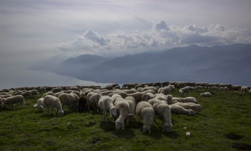 Zdjcie WOCHY / Garda / Monte Baldo / Monte Baldo ... stado